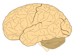 Human-brain
